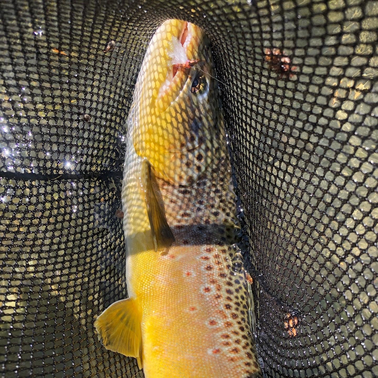 Fish caught with a chubby chernobyl