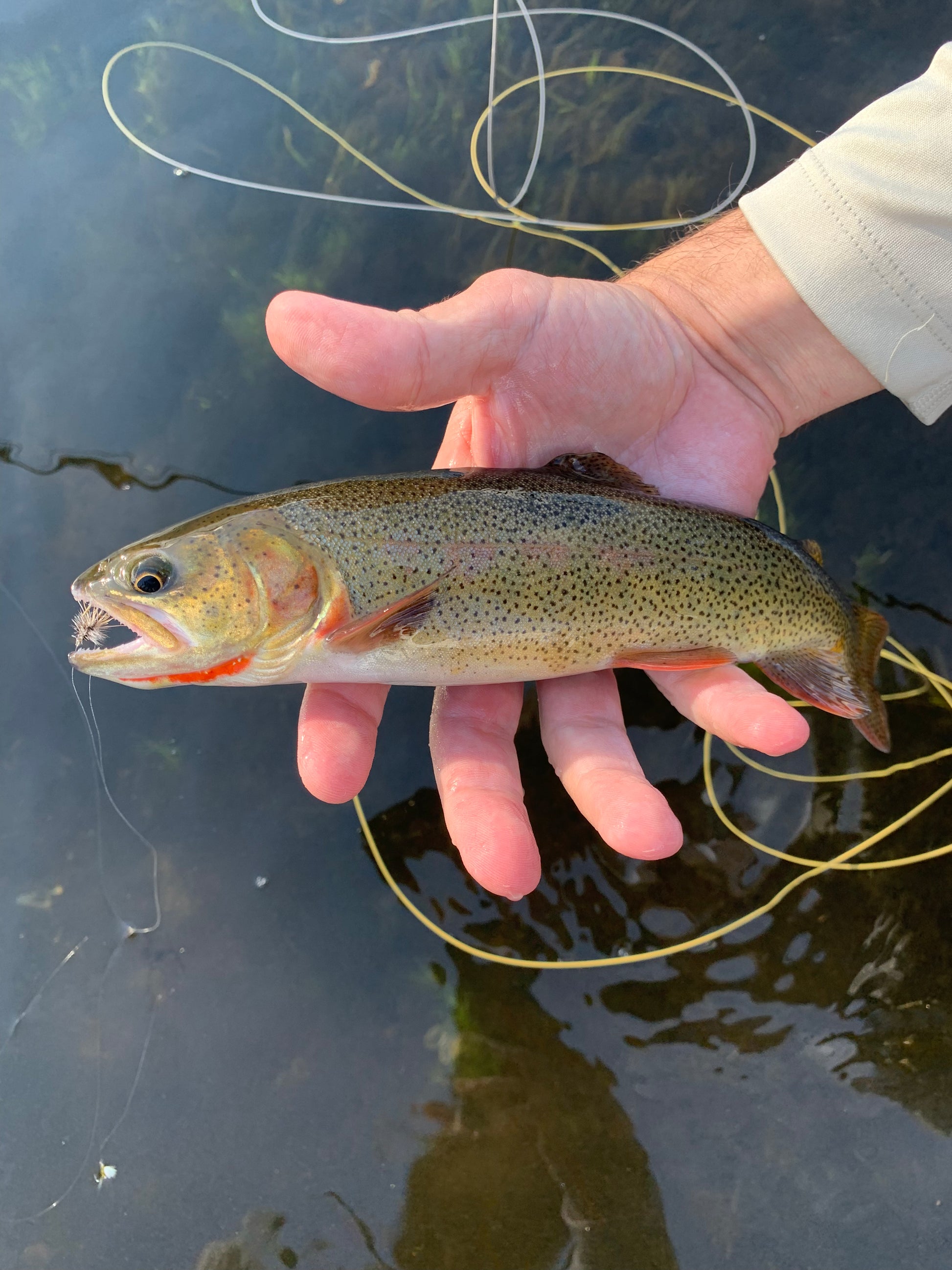 Cutthroat Trout caught with a Caddis