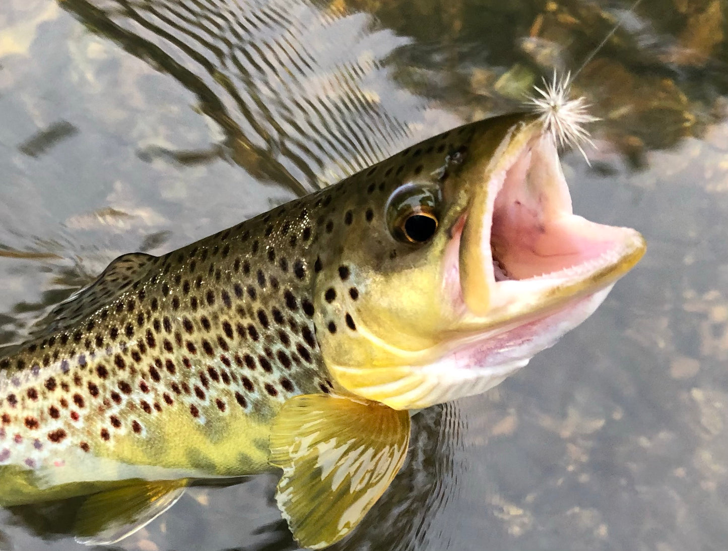 Brown Trout caught with a Caddis